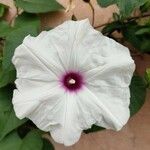 Ipomoea pandurata Flower