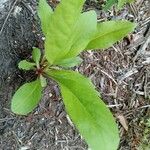 Solidago speciosa 叶