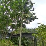 Ptychosperma macarthurii Corteza