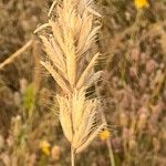 Bromus lanceolatus 果実