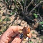 Argyreia nervosa Fruit