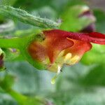Scrophularia californica Flor