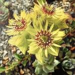 Sempervivum wulfenii