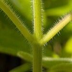 Salvia dorisiana Bark