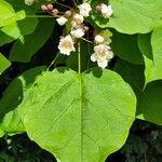 Catalpa ovata ফুল