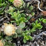 Baccharis alpina Leaf