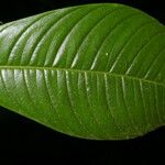 Raritebe palicoureoides 葉