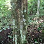 Bourreria costaricensis Libunga