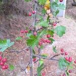 Crataegus monogyna Frucht