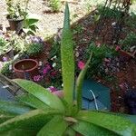 Aloe aristataList