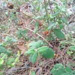 Cistus salviifolius Fuelha
