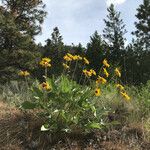 Wyethia sagittata Συνήθη χαρακτηριστικά