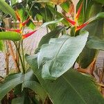 Heliconia latispatha 整株植物