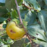 Diospyros kaki Fruit