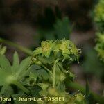 Alchemilla fissa പുഷ്പം