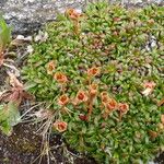 Diapensia lapponica Yeri