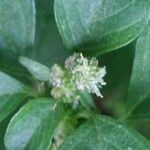 Amaranthus blitum Blomst