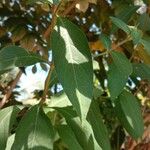 Barleria cristata 葉