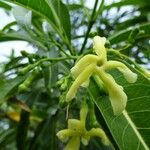 Tabernaemontana persicariifolia Flower