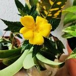 Turnera angustifolia Kvet
