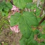 Ribes malvaceum Blatt