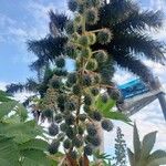 Ricinus communisFruit