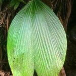 Asplundia insignis Blatt