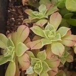 Aeonium leucoblepharum Liść