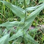 Centaurea uniflora Foglia