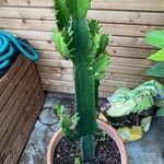 Euphorbia abyssinica Hoja