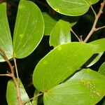 Schnella guianensis Leaf