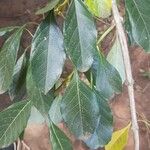 Citharexylum myrianthum Leaf