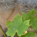 Acer platanoides Fulla