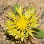 Centaurea maroccana Blüte