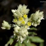 Pseudognaphalium biolettii Flor