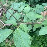 Syringa villosa Leaf