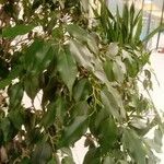 Ficus retusa Leaf