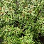 Spiraea cantoniensis Blatt