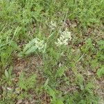 Poa arachnifera Hábito