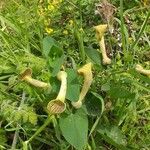 Aristolochia fontanesii 花