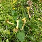 Aristolochia fontanesii Kvet