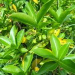 Daphne pontica Blad