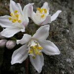 Deutzia staminea Habitus