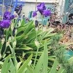 Iris × germanica फूल