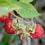 Rubus idaeus 果実