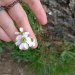 Achillea atrata Kukka