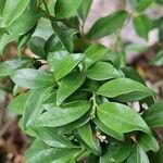 Sarcococca hookeriana Leaf