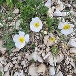 Ranunculus seguieri Flower