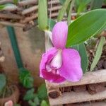 Cattleya sincorana Flower