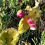 Opuntia stricta ফল